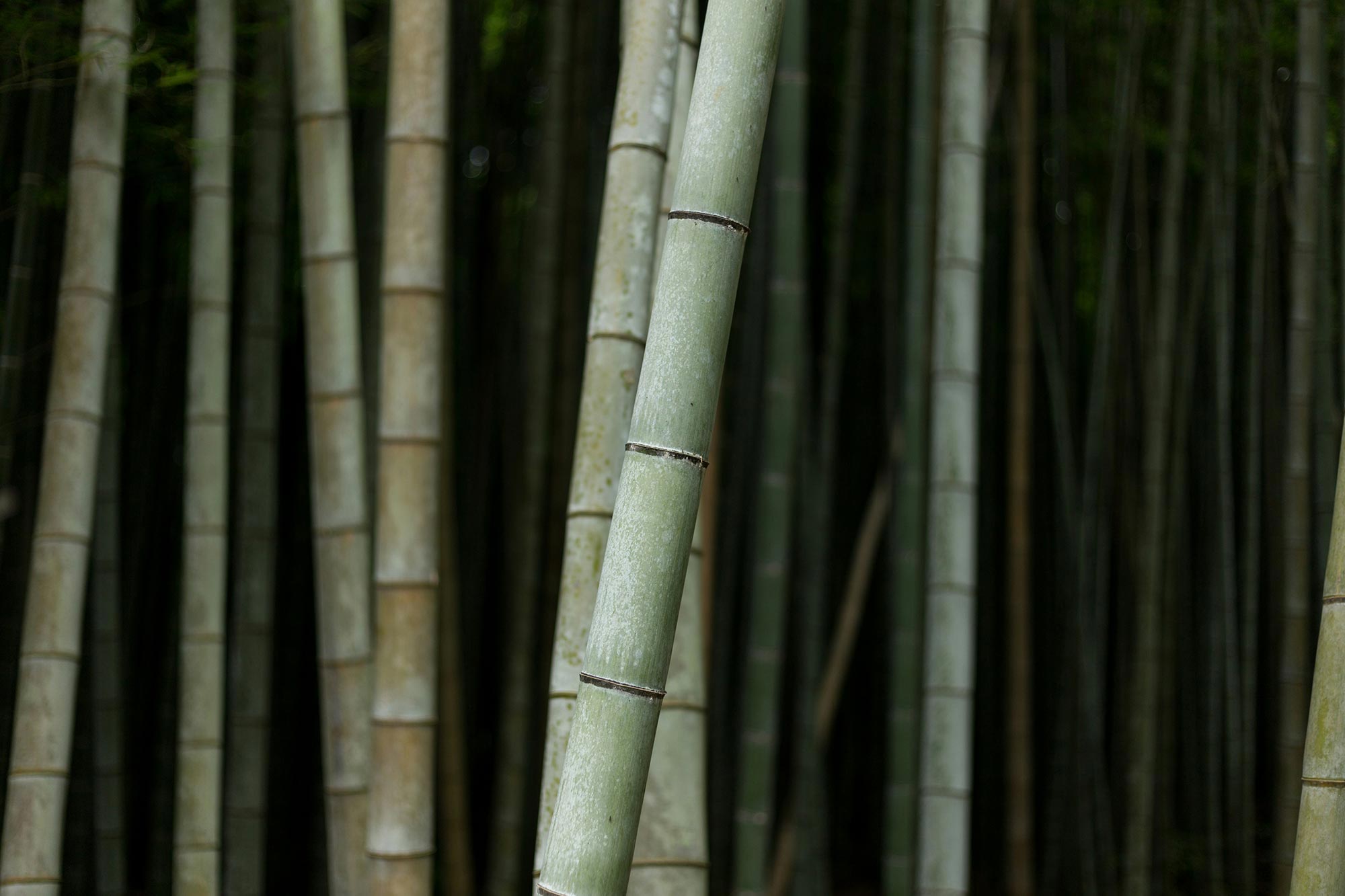 Bamboo